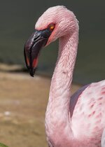 images (26).jpeg