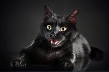 blackcatonblackbackground-150336.jpg
