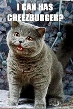 cat9.jpeg