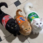 soda cats.png