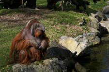 sageorangutan.jpg