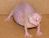 Webs180130-rat.jpg