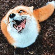 foxfucker