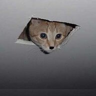 Deckenkat