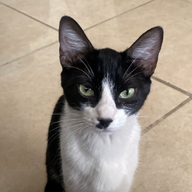 quesito