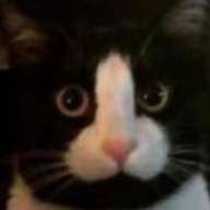 Cockcat