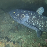 coelacanth