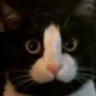 Cockcat