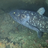 coelacanth