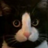 Cockcat