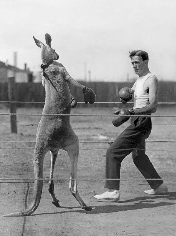 kangaroo-opponent.jpg