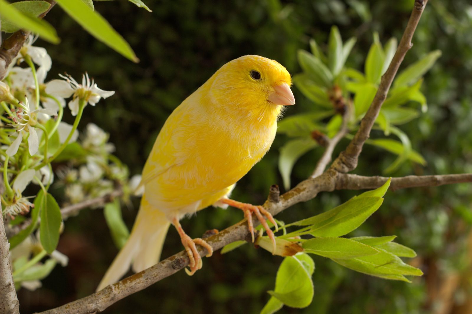 Canary-on-pear-branch.jpg