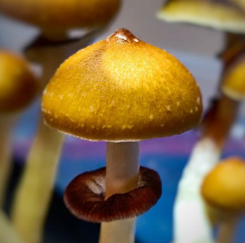 qualityspores.store