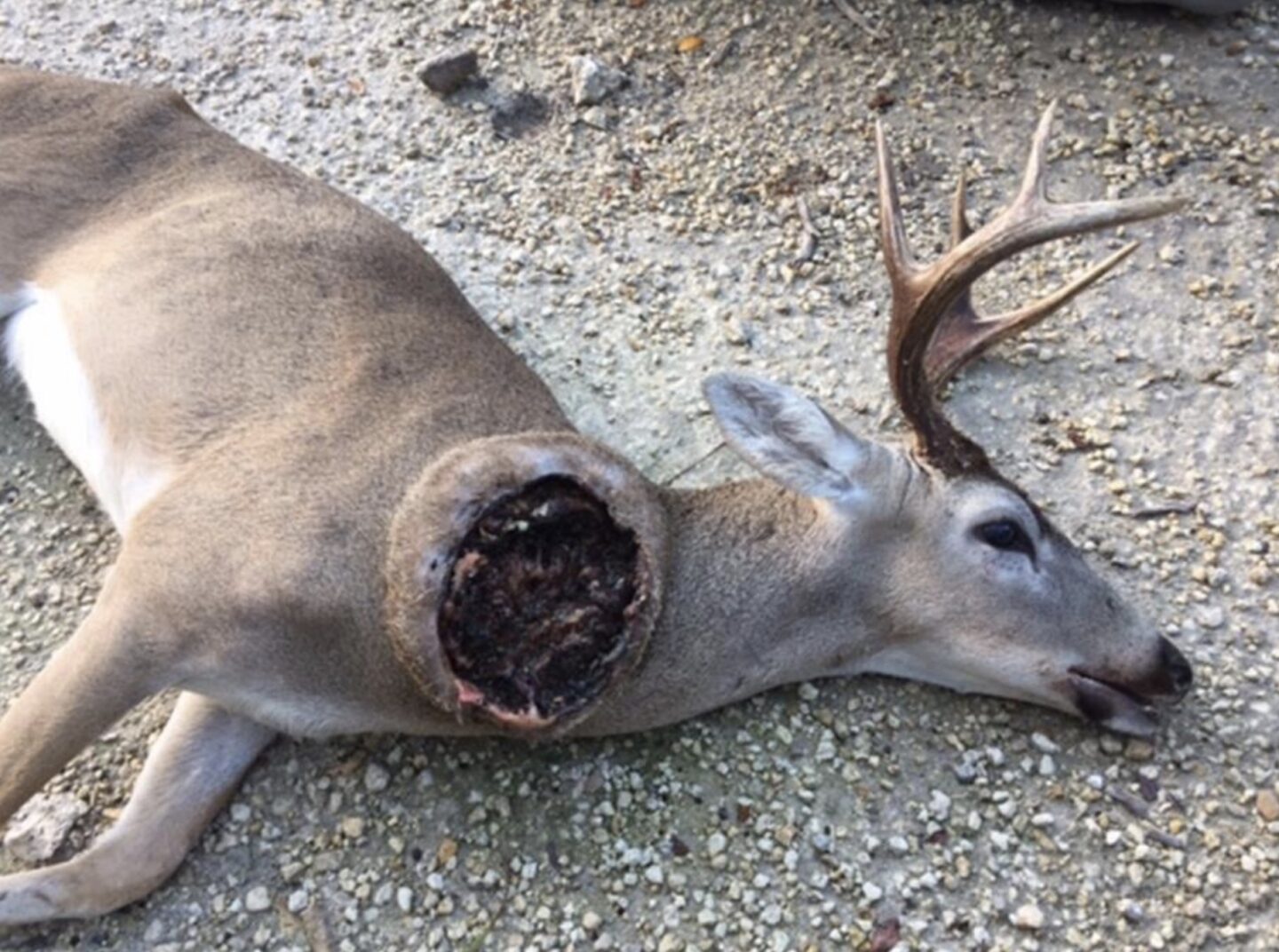 deer-infection-1440x1072.jpeg