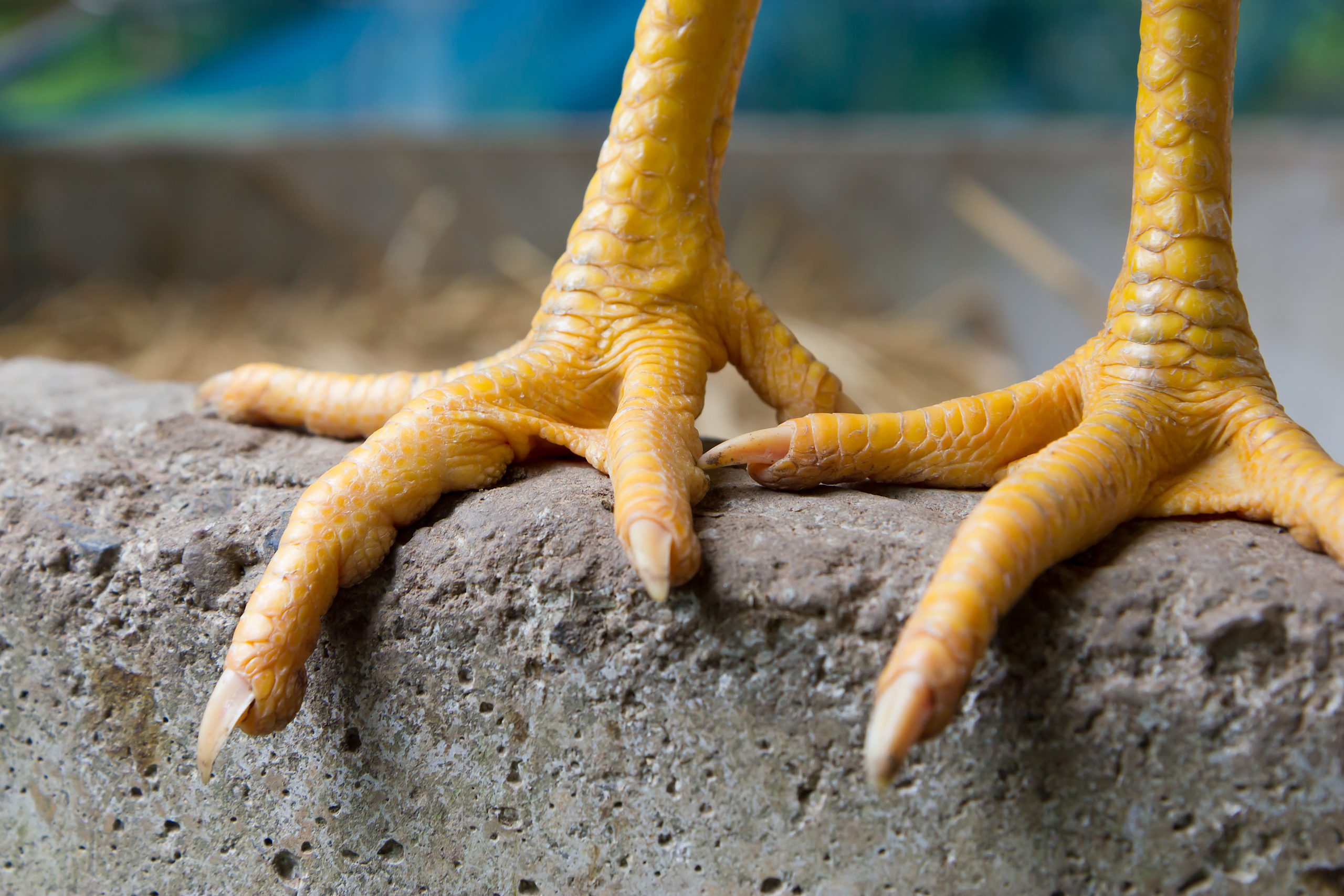 Chicken-Feet-scaled.jpg