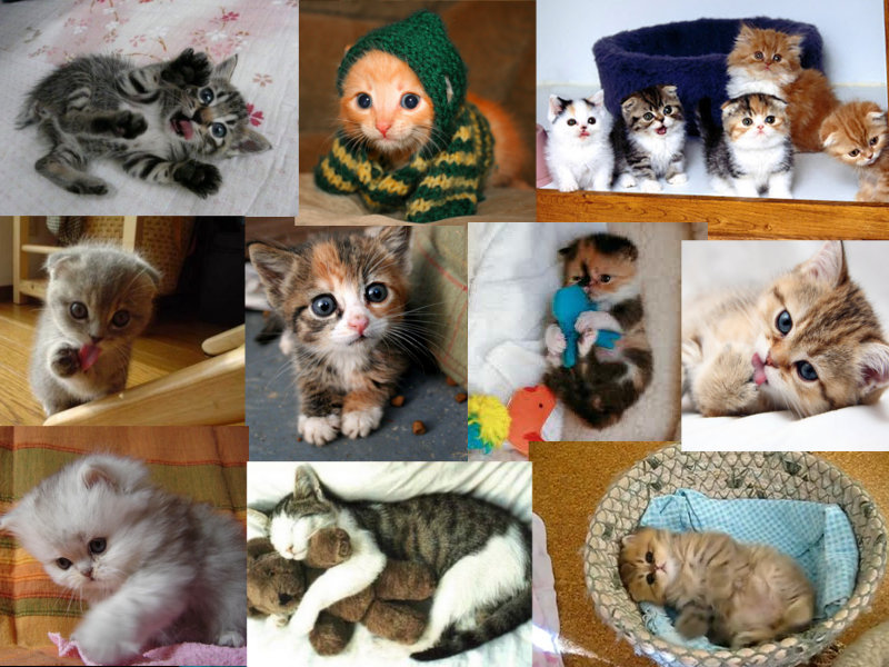 Kittens1.jpg